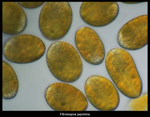 Fibrocapsa japonica Fibrocapsa japonica