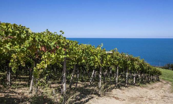 immagine di un vigneto in Abruzzo