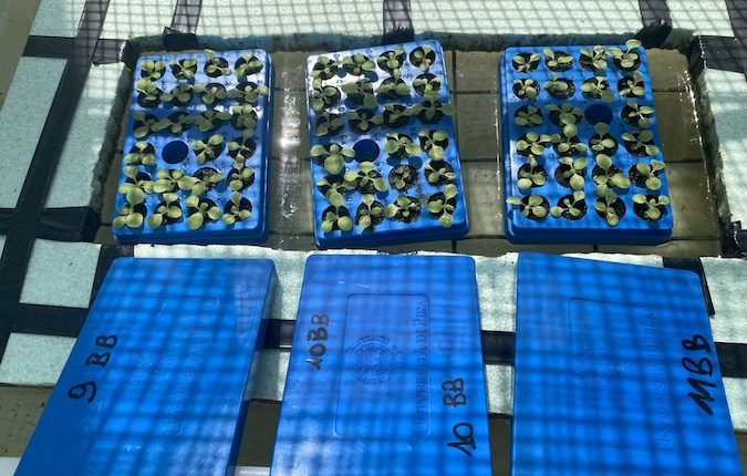 Nella foto i germinelli del tabacco utilizzati per lo studio