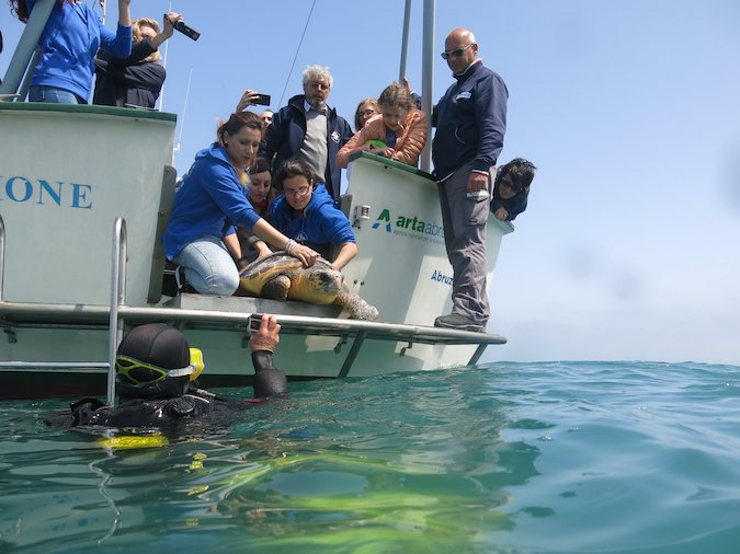 Nella foto la liberazione di una delle tartarughe