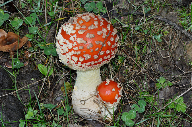 Amanita muscaria (L. : Fr.) Lam. Foto tratta dal sito internetwww.micologiaprofessionale.it del micologo Giacomo Attili di Arta Abruzzo