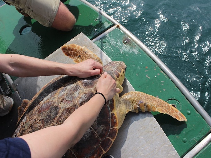 la tartaruga Zita a bordo di Ermione nel momento del rilascio